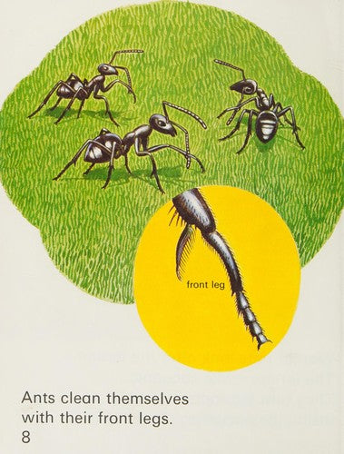 Ants (Starters)
