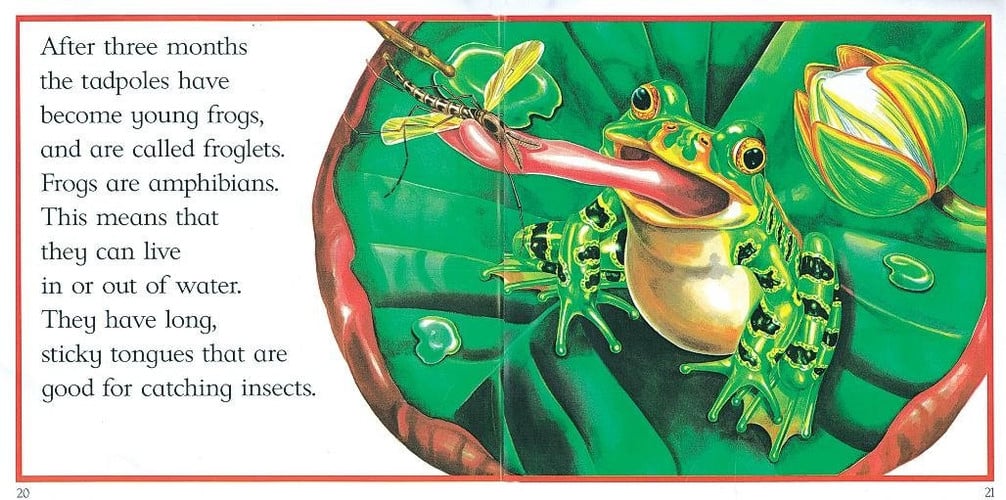 From Tadpole to Frog (Lifecycles)