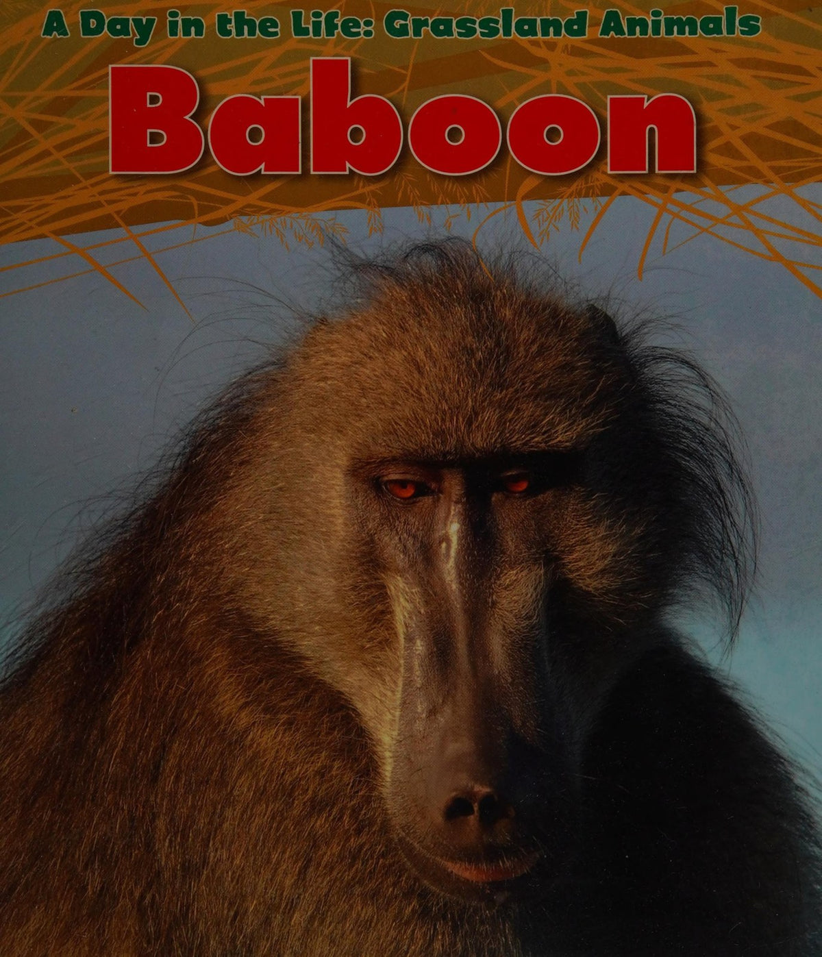 Baboon (A Day in the Life: Grassland Animals)