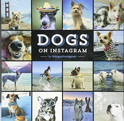 Dogs On Instagram