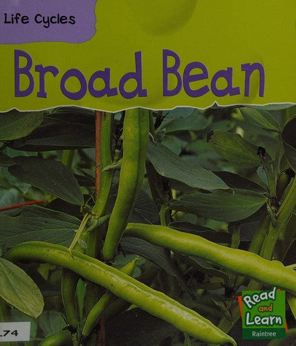 Broad Bean (Life Cycles)