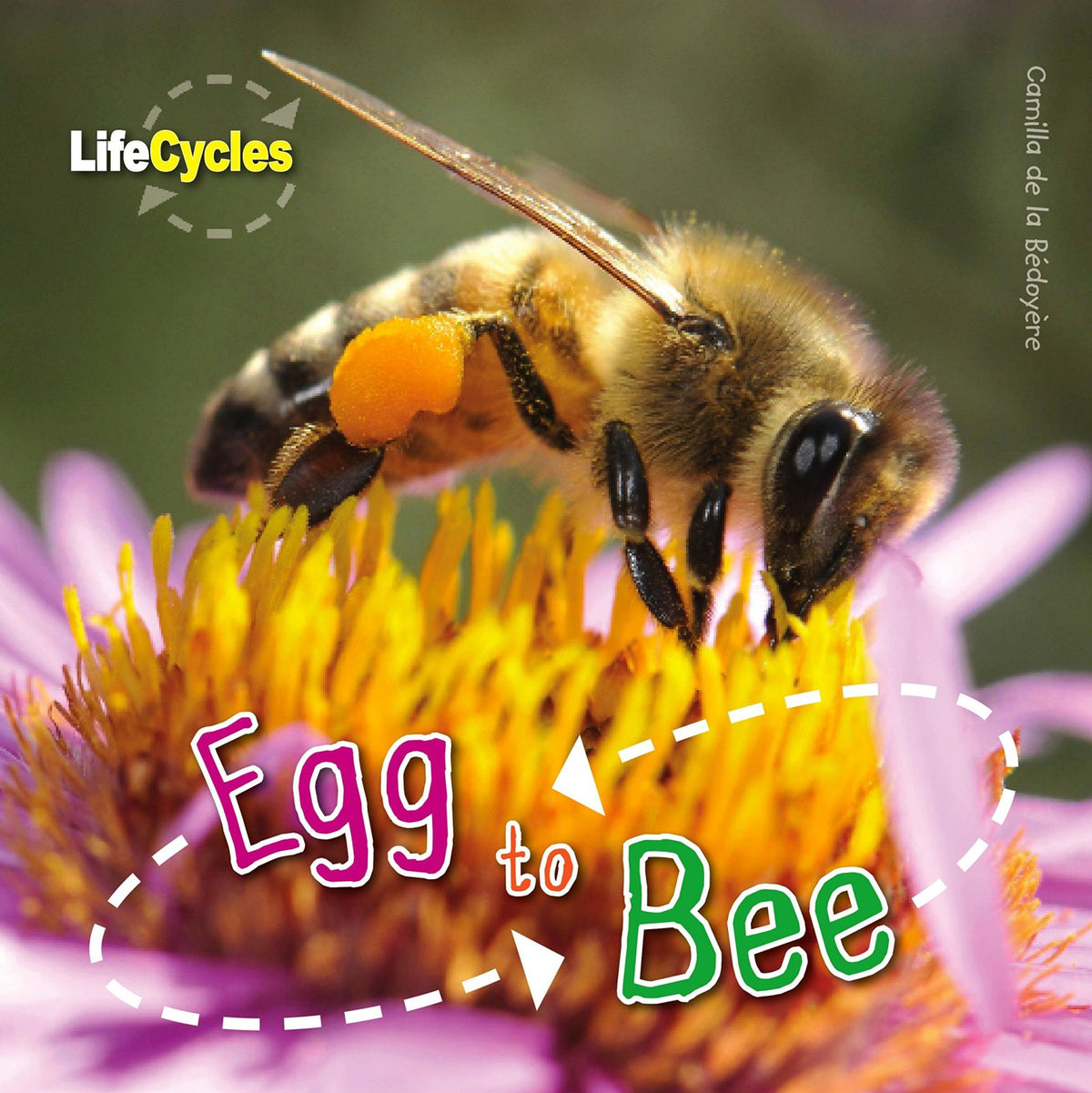 Egg to Bee (12) (LifeCycles)