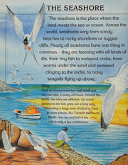 Seashore (All Ways of Looking at S.)