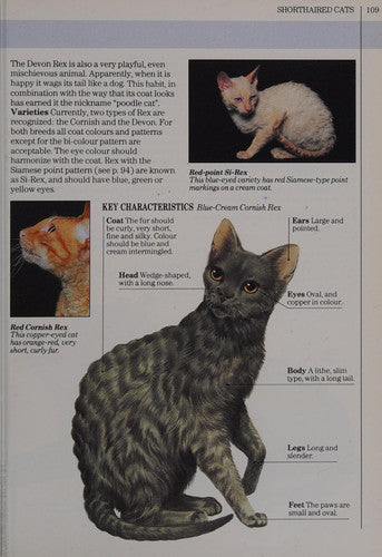 You & Your Cat