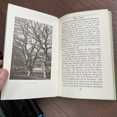 THE TREE BOOK by Mary Rowles Jarvis -  John Lane, The Bodley Head 1903