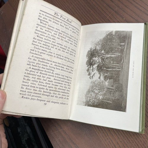 THE TREE BOOK by Mary Rowles Jarvis -  John Lane, The Bodley Head 1903