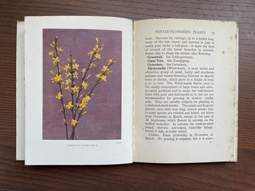Winter-Flowering Plants - C. H. Middleton, N. D. H.  - 1937  Hardback / Good 