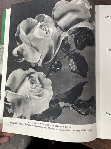 Roses, Amateur Gardening - Picture Book Number 2, A.G.L. HELLYER, 1st. Ed. 1954