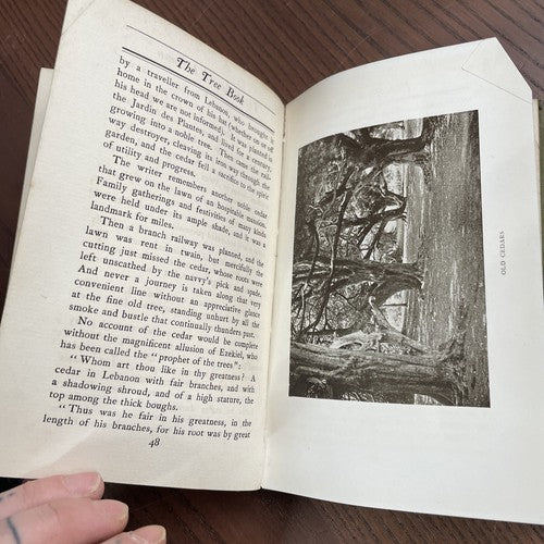 THE TREE BOOK by Mary Rowles Jarvis -  John Lane, The Bodley Head 1903