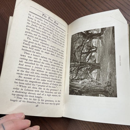 THE TREE BOOK by Mary Rowles Jarvis -  John Lane, The Bodley Head 1903