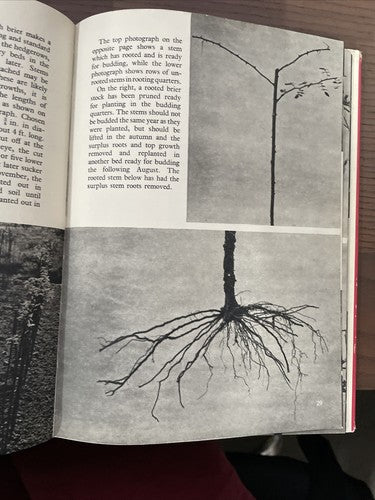 Roses, Amateur Gardening - Picture Book Number 2, A.G.L. HELLYER, 1st. Ed. 1954