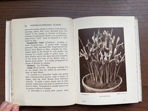 Winter-Flowering Plants - C. H. Middleton, N. D. H.  - 1937  Hardback / Good 