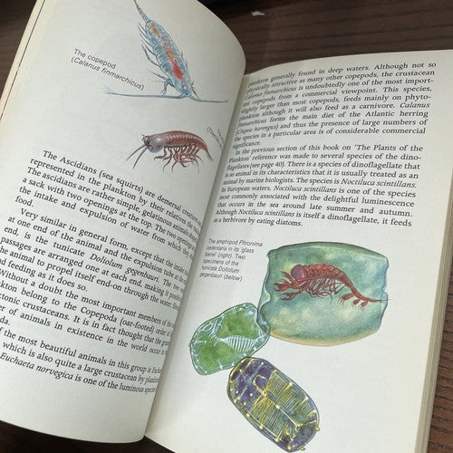 Life In The sea By John Croft, Hamlyn All-Colour Paperback 1969