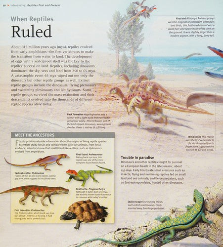 Insiders Reptiles