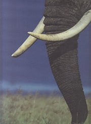 African Elephants