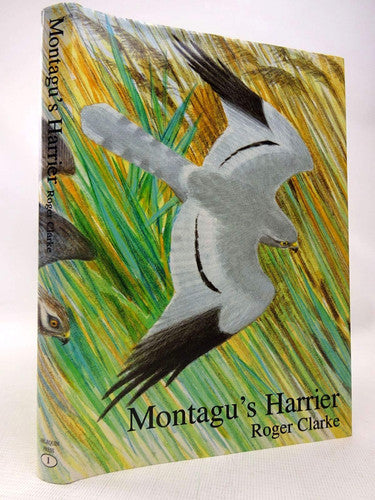Montagu's Harrier