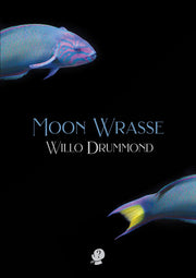 Moon Wrasse