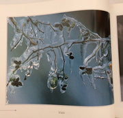 Tree, a Blade of Grass (Evergreen Series)
