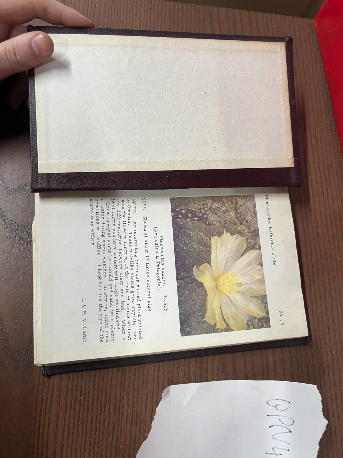 Photographic Reference Plates Cactuses RARE, E & B M Lamb, One volume, Starts 13
